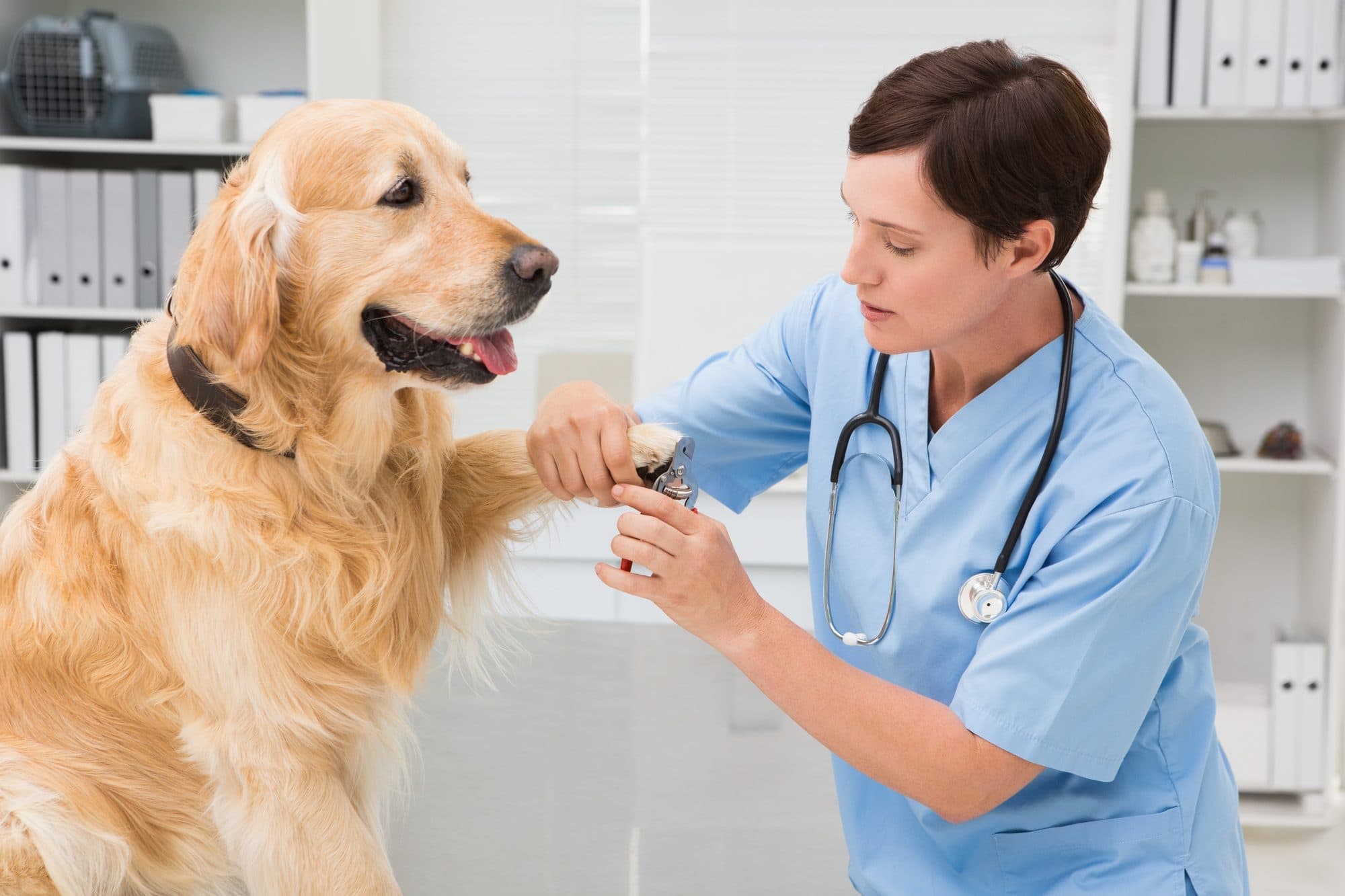 Dogs dressed as veterinarians with medical hats