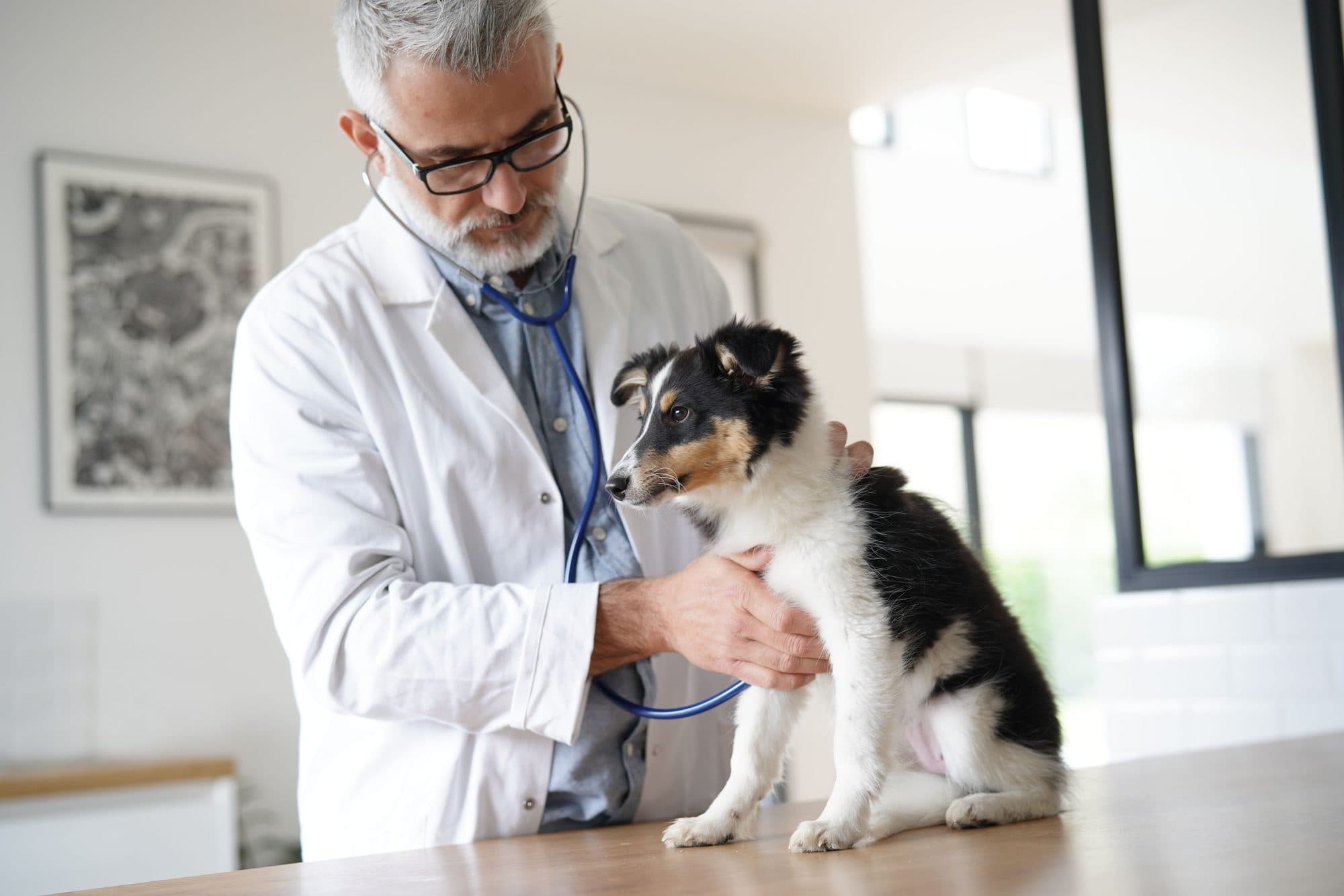 Veterinarian examining a dog with a stethoscope