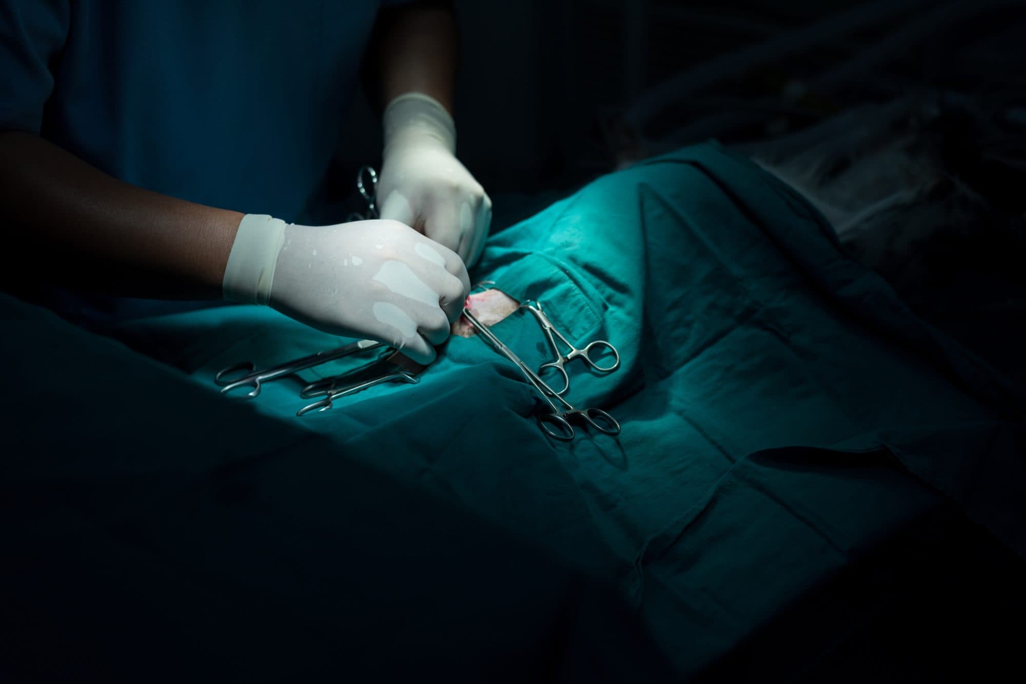 Veterinary surgery in progress under sterile drapes